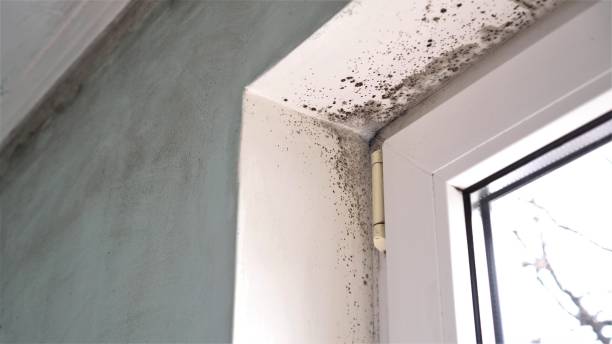Best Mold Cleaning Services  in Waimalu, HI