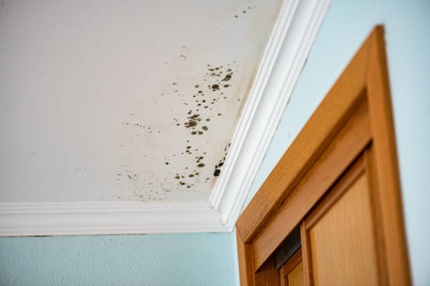 Best Local Mold Removal Service  in Waimalu, HI