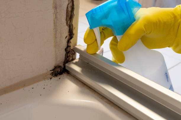 Mold Removal and Inspection in Waimalu, HI