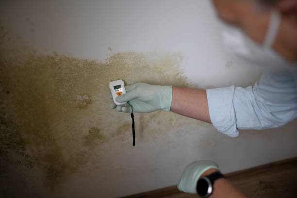 Attic Mold Removal in Waimalu, HI
