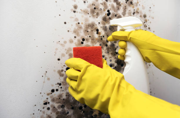 Best Mold Damage Repair  in Waimalu, HI